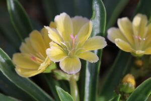 Lewisia Ashwood Carousel Hybrid Lewisia Ashwood Carousel Hybrid