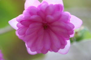 Hepatica nobilis rubra plena Hepatica nobilis rubra plena