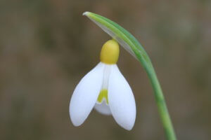Gallanthus Primrose Warburg