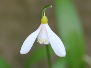 Gallanthus woronowii 'Elizabeth Harrison'