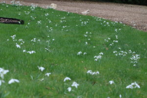 Snowdrops in grass