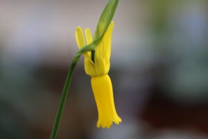 narcissus cyclamineus narcissus cyclamineus