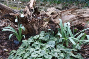 Snowdrops in woodland garden
