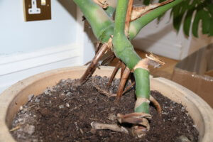 how to root monstera cuttings Monstera roots