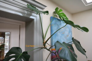 How to root monstera cuttings