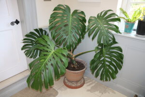 How to root monstera cuttings Monstera deliciosa grown from a cutting