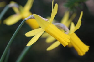 N. Cyclamineus 'Englander'