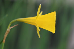 narcissus bulbocodium narcissus bulbocodium