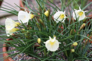 narcissus bulbocodium 'White Petticoat' narcissus bulbocodium 'White Petticoat'