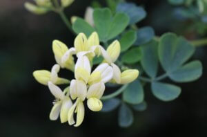 Cornonilla valentina subsp. glauca 'Citrina' Cornonilla valentina subsp. glauca 'Citrina'