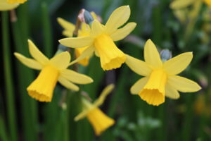 Narcissus tete a tete Narcissus tete a tete