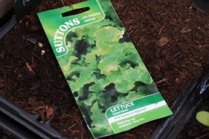 Quick growing vegetables - cut and come again salad Quick growing vegetables - salad