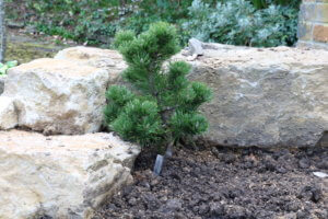 Pinus sylvestris 'Bisley Green' Pinus sylvestris 'Bisley Green'