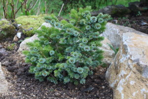Pinus sitchensis silbersweg Pinus sitchensis silbersweg