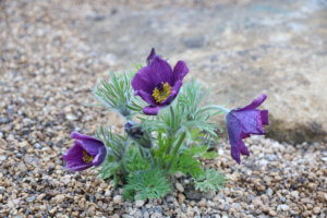 Pulsatilla