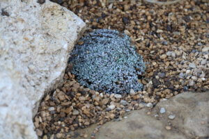 Raoulia australis Raoulia australis
