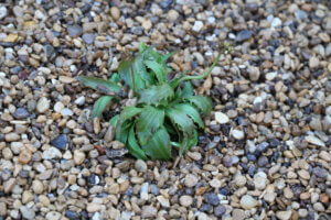 Androsace septentrionalis 'Stardust'