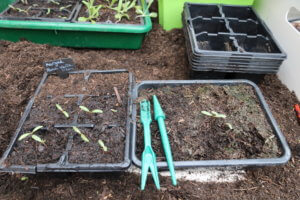 How to prick out seedlings