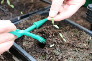 How to prick out seedlings
