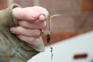 How to prick out seedlings How to prick out seedlings