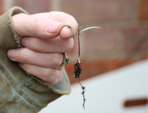 How to prick out seedlings