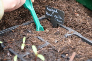 How to prick out seedlings How to prick out seedlings