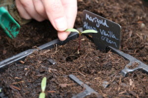 How to prick out seedlings