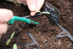 How to prick out seedlings How to prick out seedlings