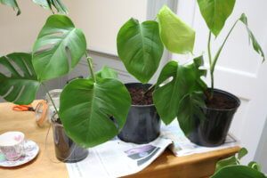 How to root monstera cuttings