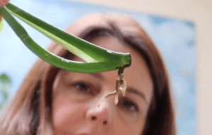 How to root monstera cuttings Monstera cutting