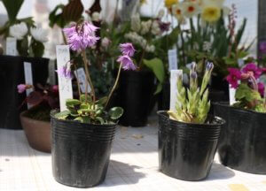 Soldanella alpina