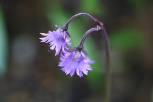 Soldanella alpina Soldanella alpina