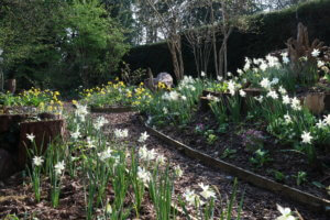 Narcissus Thalia Narcissus thalia
