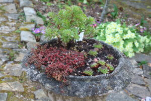 Stone urn with alpines