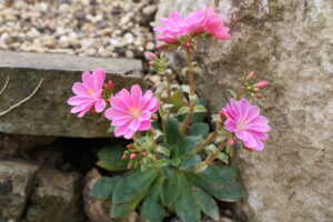 Lewisia