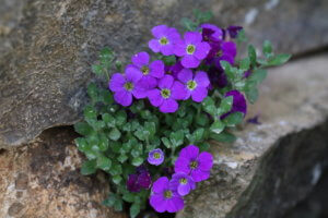 Aubretia