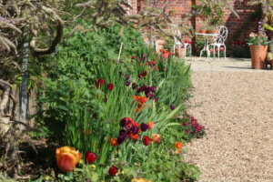 Mixed tulip border Mixed tulip border