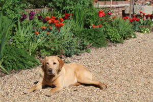 mixed tulip border