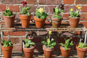 auricula staging auricula staging