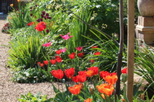 Tulip couleur cardinal and cairo