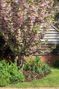 Cherry 'Kanzan'