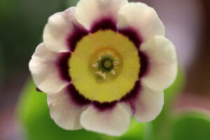 auricula sirius