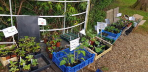 Plant sale table Plant sale table