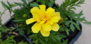 Marigold alumia vanilla cream