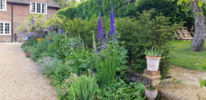 Delphiniums Delphiniums