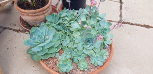 Echeveria
