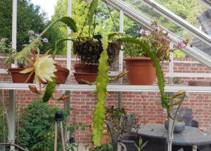 Epiphyllum crenatum Epiphyllum crenatum