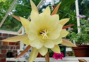 Epiphyllum crenatum Epiphyllum crenatum