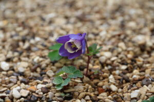 Aquilegia flabellata Aquilegia flabellata