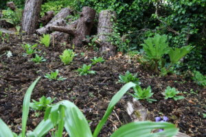 woodland garden woodland garden